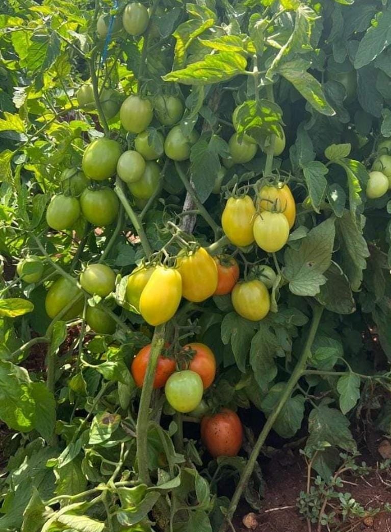 Tomatoes 